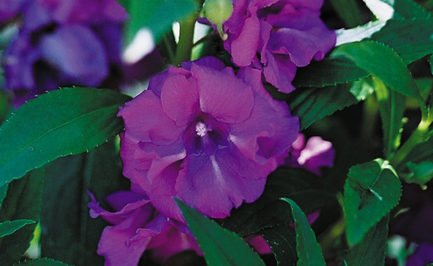 balsam flower