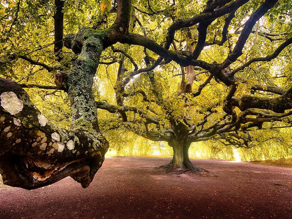 tree